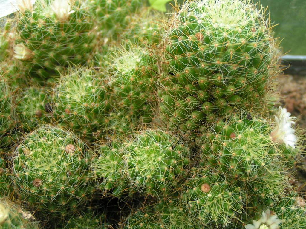 Mammillaria wildii